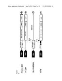 RNA TRANS-SPLICING MOLECULE (RTM) FOR USE IN THE TREATMENT OF CANCER diagram and image