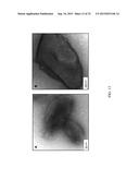 NANO SEEDING TOOLS TO GENERATE NANOMETER SIZE CRYSTALLIZATION SEEDS diagram and image