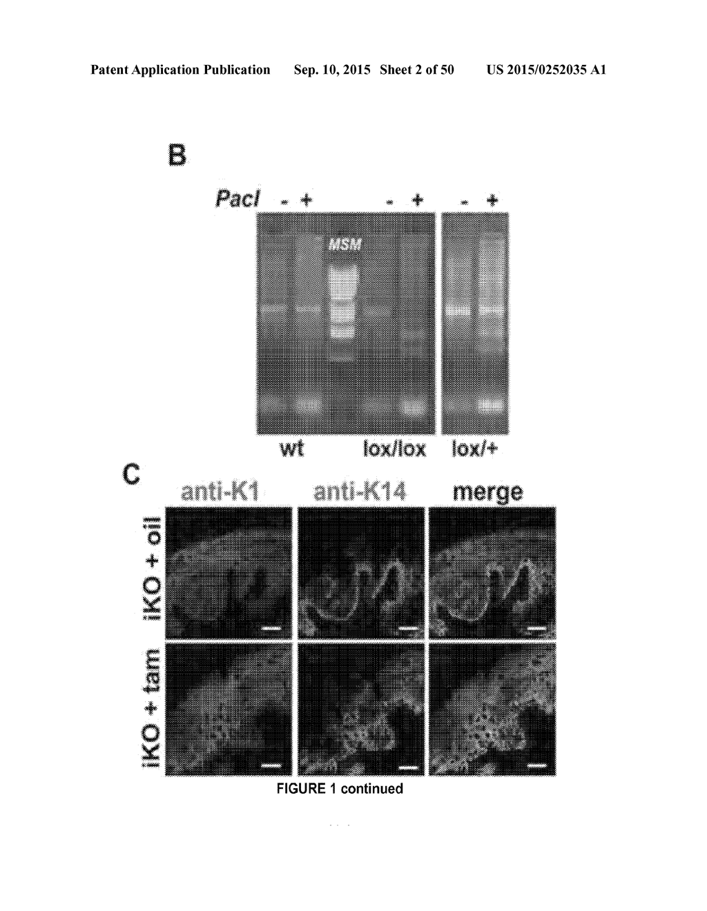 ACTIVATION OF TRPV4 ION CHANNEL BY PHYSICAL STIMULI AND CRITICAL ROLE FOR     TRPV4 IN ORGAN-SPECIFIC INFLAMMATION AND ITCH - diagram, schematic, and image 03