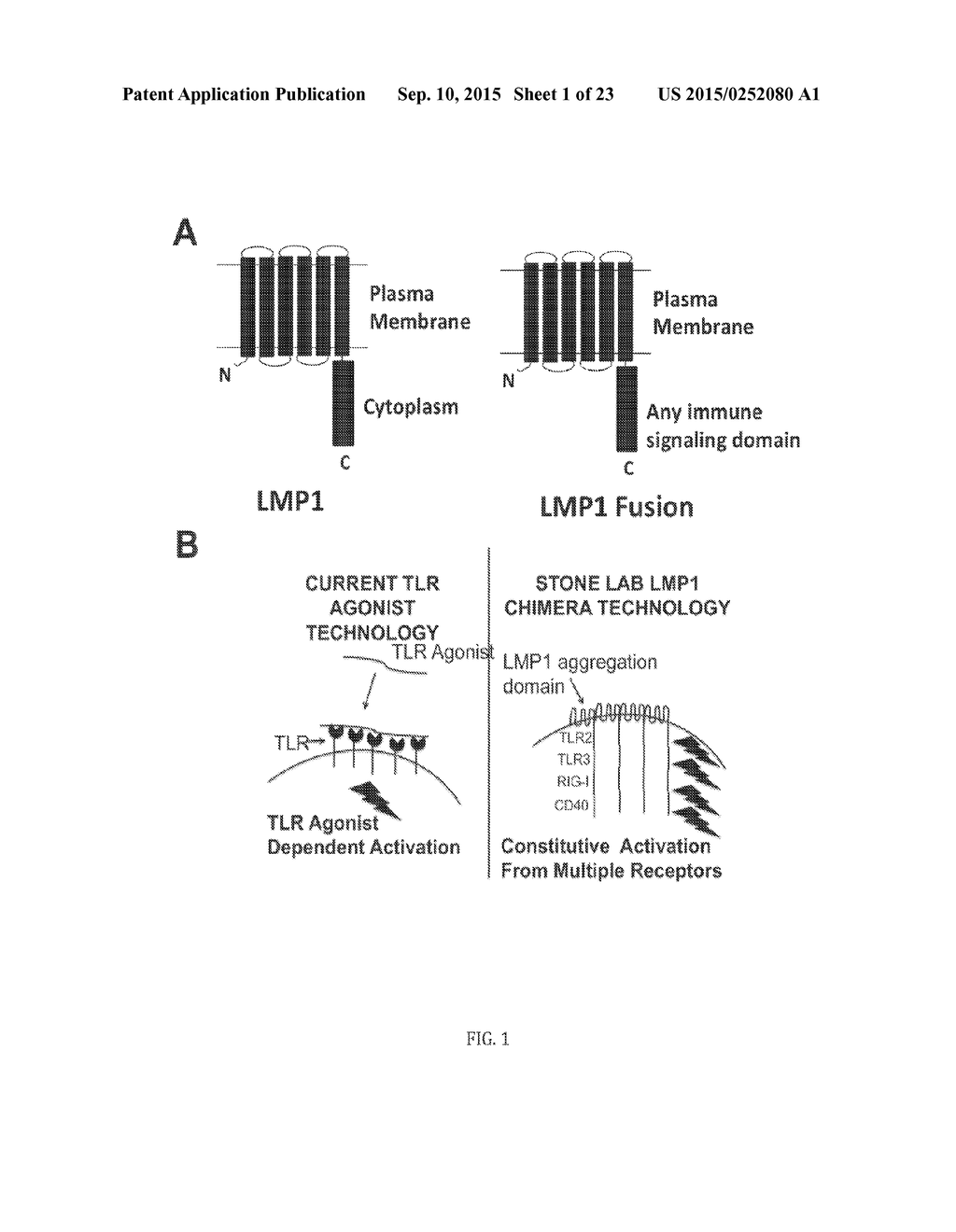 FUSION PROTEINS FOR PROMOTING AN IMMUNE RESPONSE, NUCLEIC ACIDS ENCODING     SAME, AND METHODS OF MAKING AND USE THEREOF - diagram, schematic, and image 02