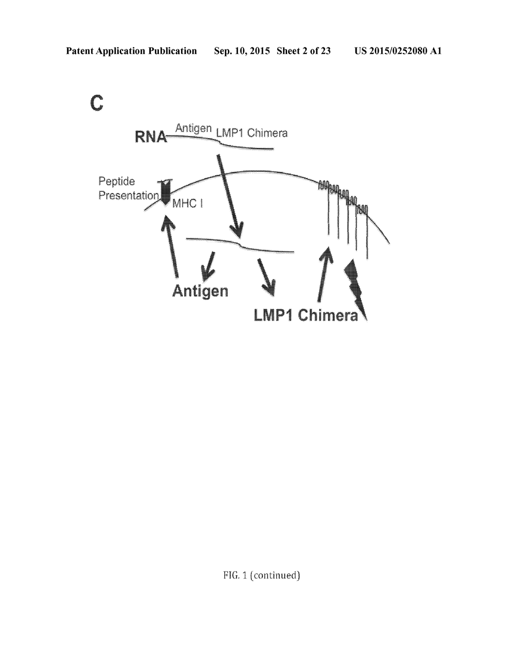 FUSION PROTEINS FOR PROMOTING AN IMMUNE RESPONSE, NUCLEIC ACIDS ENCODING     SAME, AND METHODS OF MAKING AND USE THEREOF - diagram, schematic, and image 03