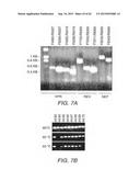 Strain-Independent Amplification of Pathogens and Vaccines Thereto diagram and image