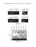 Strain-Independent Amplification of Pathogens and Vaccines Thereto diagram and image