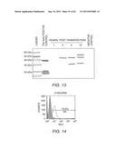 Strain-Independent Amplification of Pathogens and Vaccines Thereto diagram and image