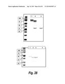 TARGETED THERAPEUTICS BASED ON ENGINEERED PROTEINS FOR TYROSINE KINASES     RECEPTORS, INCLUDING IGF-IR diagram and image