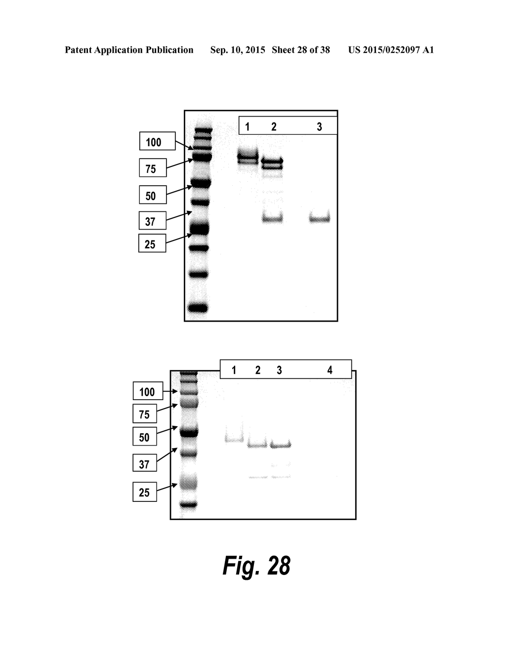 TARGETED THERAPEUTICS BASED ON ENGINEERED PROTEINS FOR TYROSINE KINASES     RECEPTORS, INCLUDING IGF-IR - diagram, schematic, and image 29