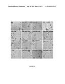 NOVEL ANTIBODIES INHIBITING C-MET DIMERIZATION AND USES THEREOF diagram and image