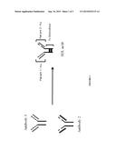 MULTI-SPECIFIC MONOCLONAL ANTIBODIES diagram and image