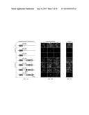 BACULOVIRUS-BASED PRODUCTION OF BIOPHARMACEUTICALS FREE OF CONTAMINATING     BACULOVIRAL VIRIONS diagram and image