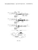 BACULOVIRUS-BASED PRODUCTION OF BIOPHARMACEUTICALS FREE OF CONTAMINATING     BACULOVIRAL VIRIONS diagram and image