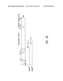 INNOVATIVE DISCOVERY OF THERAPEUTIC, DIAGNOSTIC, AND ANTIBODY COMPOSITIONS     RELATED TO PROTEIN FRAGMENTS OF ARGINYL-TRNA SYNTHETASES diagram and image