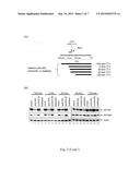 USE OF ATX INHIBITORS FOR TREATMENT OR PREVENTION OF INFLUENZA VIRUS A     INFECTIONS diagram and image