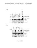 USE OF ATX INHIBITORS FOR TREATMENT OR PREVENTION OF INFLUENZA VIRUS A     INFECTIONS diagram and image