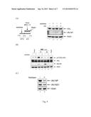 USE OF ATX INHIBITORS FOR TREATMENT OR PREVENTION OF INFLUENZA VIRUS A     INFECTIONS diagram and image