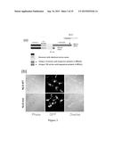 METHODS AND COMPOSITIONS FOR THE DIAGNOSIS, PROGNOSIS AND TREATMENT OF     CANCER diagram and image