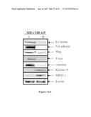 METHODS AND COMPOSITIONS FOR THE DIAGNOSIS, PROGNOSIS AND TREATMENT OF     CANCER diagram and image