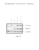 METHODS AND COMPOSITIONS FOR THE DIAGNOSIS, PROGNOSIS AND TREATMENT OF     CANCER diagram and image