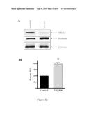 METHODS AND COMPOSITIONS FOR THE DIAGNOSIS, PROGNOSIS AND TREATMENT OF     CANCER diagram and image