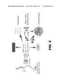 METHODS OF DIAGNOSING AMYLOID PATHOLOGIES USING ANALYSIS OF AMYLOID-BETA     ENRICHMENT KINETICS diagram and image