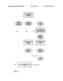 PROTEIN GEL FORMATION diagram and image