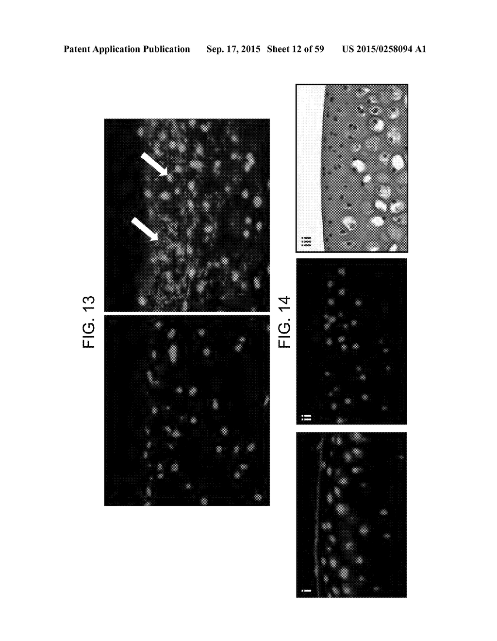 Nanocarriers And Their Processing For Diagnostics And Therapeutics - diagram, schematic, and image 13