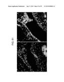 Nanocarriers And Their Processing For Diagnostics And Therapeutics diagram and image