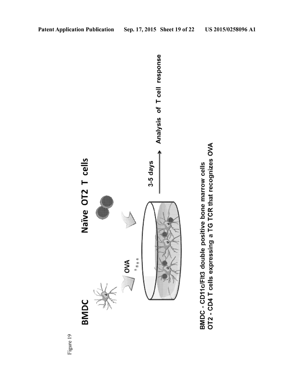 METHODS AND COMPOSITIONS FOR TREATMENT OF TH2-MEDIATED AND TH17-MEDIATED     DISEASES - diagram, schematic, and image 20