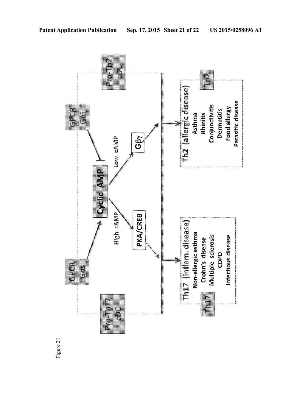 METHODS AND COMPOSITIONS FOR TREATMENT OF TH2-MEDIATED AND TH17-MEDIATED     DISEASES - diagram, schematic, and image 22