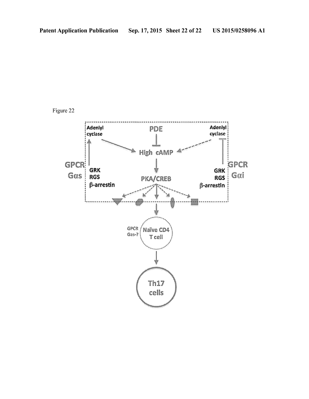 METHODS AND COMPOSITIONS FOR TREATMENT OF TH2-MEDIATED AND TH17-MEDIATED     DISEASES - diagram, schematic, and image 23