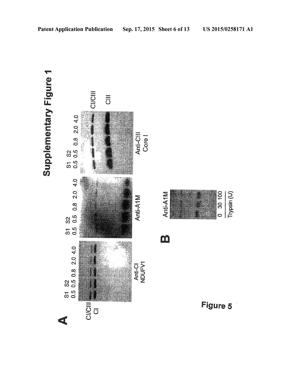 ALPHA-1-MICROGLOBULIN FOR USE IN THE TREATMENT OF MITOCHONDRIA-RELATED     DISEASES - diagram, schematic, and image 07