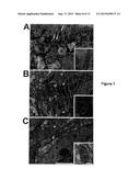 ALPHA-1-MICROGLOBULIN FOR USE IN THE TREATMENT OF MITOCHONDRIA-RELATED     DISEASES diagram and image