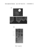 HYDROGELS FOR DELIVERY OF THERAPEUTIC POLYPEPTIDES diagram and image