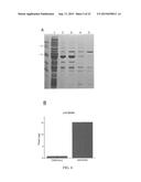 HYDROGELS FOR DELIVERY OF THERAPEUTIC POLYPEPTIDES diagram and image