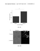 HYDROGELS FOR DELIVERY OF THERAPEUTIC POLYPEPTIDES diagram and image