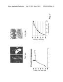 Method for the Treatment of Ischemic Stroke by Applying an Electromagnetic     Field diagram and image