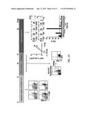 Methods for Isolating and Proliferating Autologous Cancer AntiGen-Specific     CD8+ T Cells diagram and image