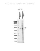 THERMOSTABLE CELLOBIOHYDROLASE AND AMINO ACID SUBSTITUTED VARIANT THEREOF diagram and image