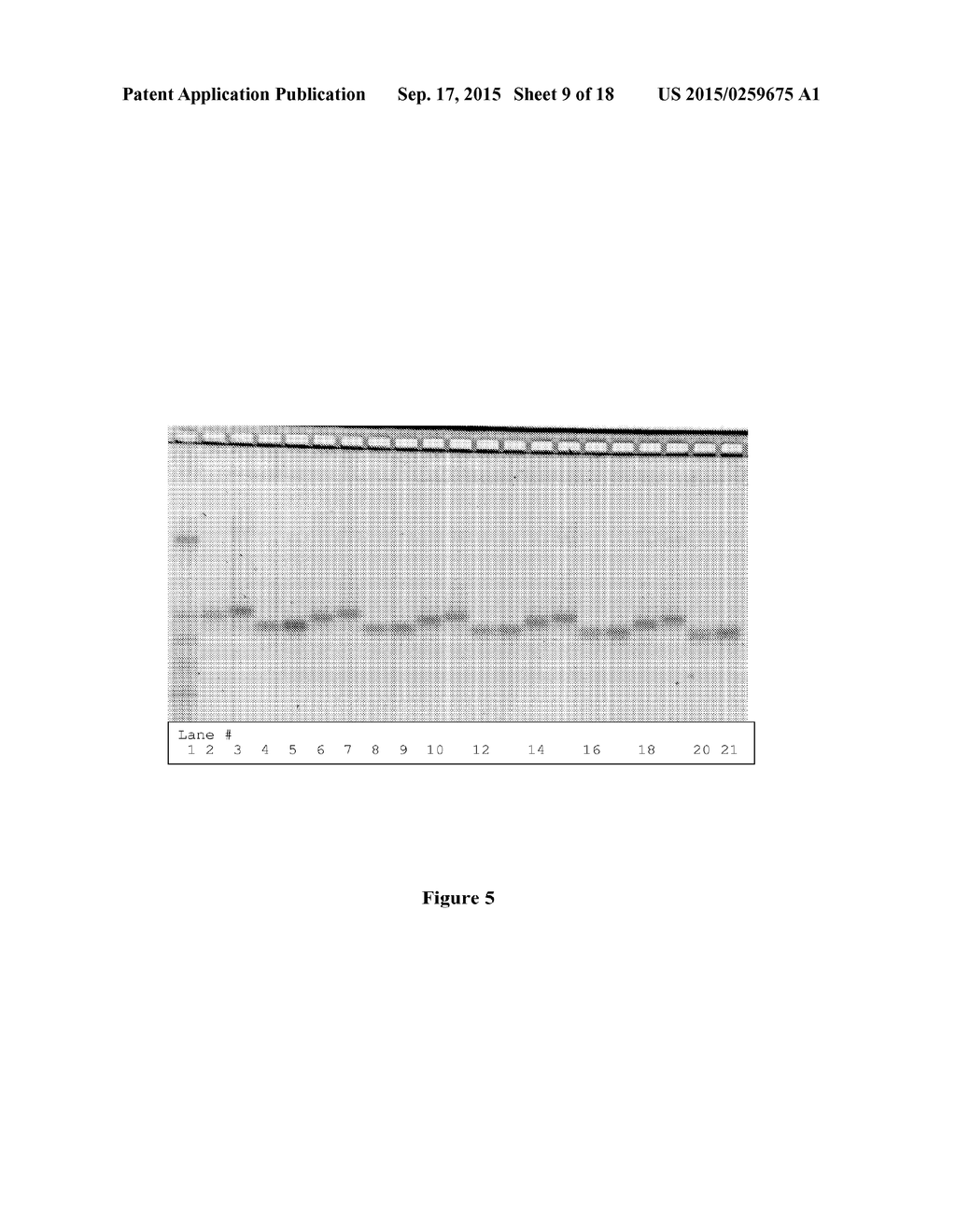 SHORT INTERFERING RIBONUCLEIC ACID (siRNA) FOR ORAL ADMINISTRATION - diagram, schematic, and image 10