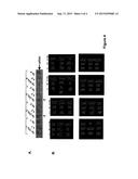 GENE SILENCING METHODS diagram and image