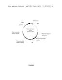 PLANTS HAVING ENHANCED YIELD-RELATED TRAITS AND A METHOD FOR MAKING THE     SAME diagram and image