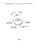 PLANTS HAVING ENHANCED YIELD-RELATED TRAITS AND A METHOD FOR MAKING THE     SAME diagram and image