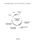 PLANTS HAVING ENHANCED YIELD-RELATED TRAITS AND A METHOD FOR MAKING THE     SAME diagram and image