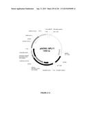 PLANTS HAVING ENHANCED YIELD-RELATED TRAITS AND A METHOD FOR MAKING THE     SAME diagram and image