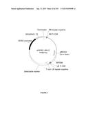 PLANTS HAVING ENHANCED YIELD-RELATED TRAITS AND A METHOD FOR MAKING THE     SAME diagram and image