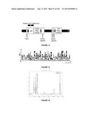 PLANTS HAVING ENHANCED YIELD-RELATED TRAITS AND A METHOD FOR MAKING THE     SAME diagram and image