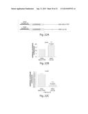 Genetic Lesion Associated With Cancer diagram and image