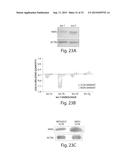 Genetic Lesion Associated With Cancer diagram and image