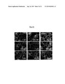 TREATMENT OF DISORDERS ASSOCIATED WITH G PROTEIN-COUPLED RECEPTOR 35     (GPR35) diagram and image