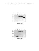 METHODS OF TREATING DISORDERS ASSOCIATED WITH PROTEIN AGGREGATION diagram and image