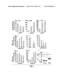 HUMAN ENDOCRINE PROGENITORS FROM ADULT PANCREATIC TISSUE diagram and image